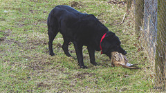 Jet in retrieval mode