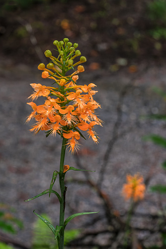 Platanthera ciliaris (Yellow Fringed orchid)