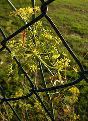 Feral fennel by the fence (PIP)