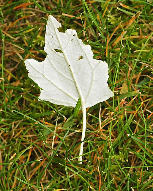 Signs of Fall.