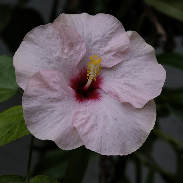 PinkHibiscus