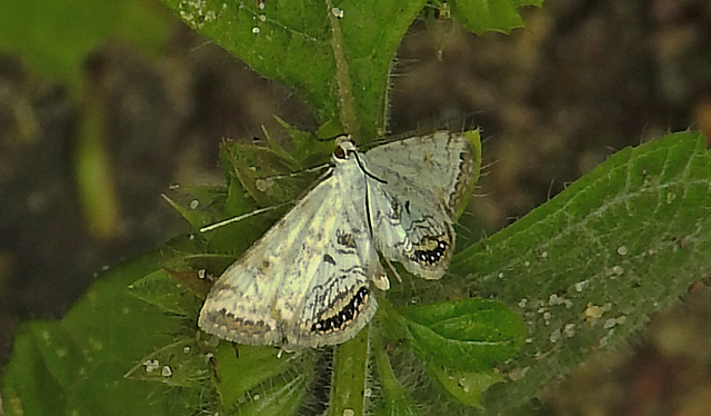 20210831 2655CPw [D~LIP] Wasserlinsenzünsler (Cataclysta lemnata), UWZ, Bad Salzuflen