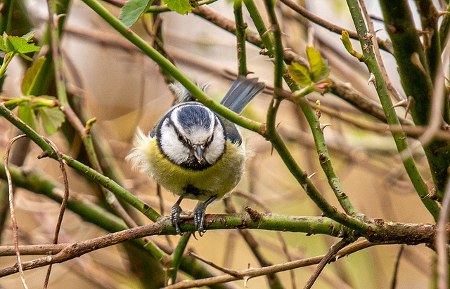 Blue tit