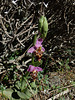 Heidreich's Orchid (Ophrys scolopax ssp heidreichii), Crete