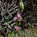 Heidreich's Orchid (Ophrys scolopax ssp heidreichii), Crete