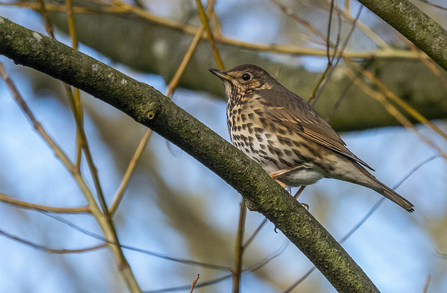 Song thrush