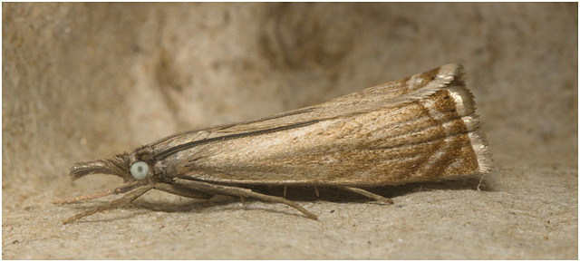 IMG 0023 Moth
