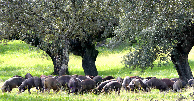 Alcántara - Cerdo ibérico