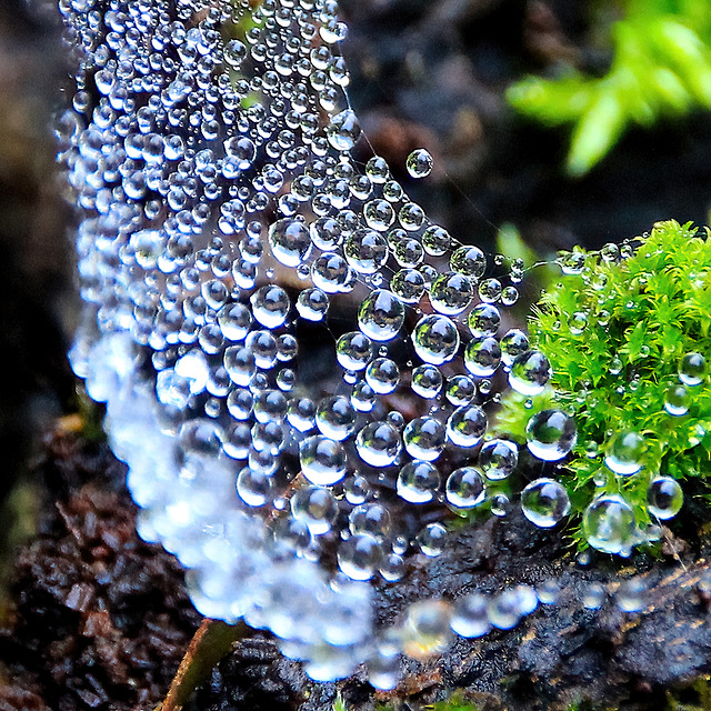 Nature's Christmas baubles