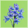 Spanish Bluebells