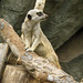 Meerkat at North Carolina Zoo