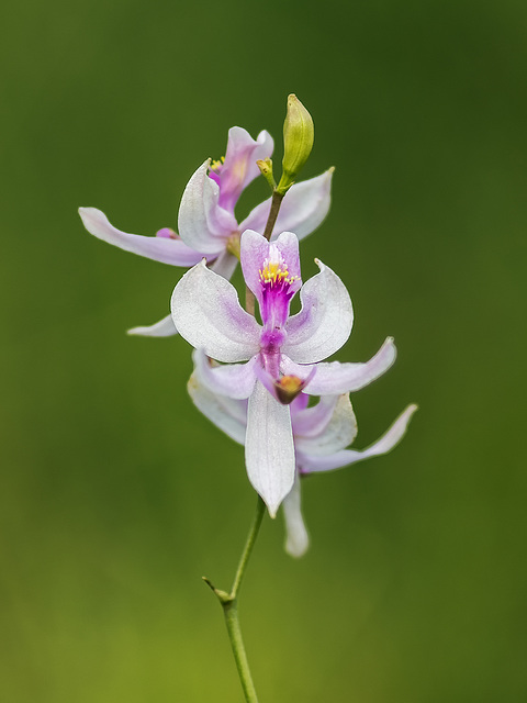 Calopogon pallidus (Pale Grass-pink orchid)