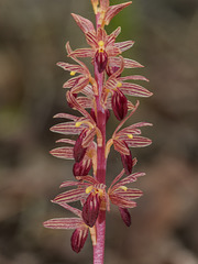 Corallorhiza striata var. striata (Striped Coralroot orchid)