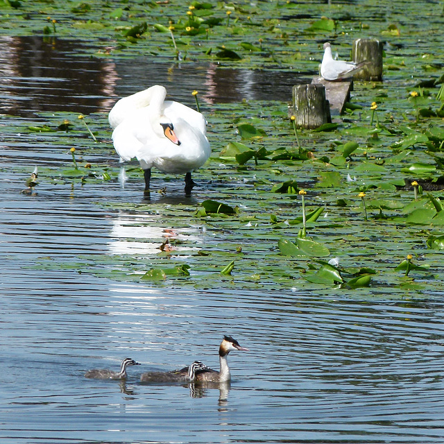 Haubentaucher, Schwan, Möwe und...