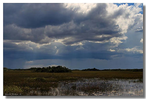 The Everglades