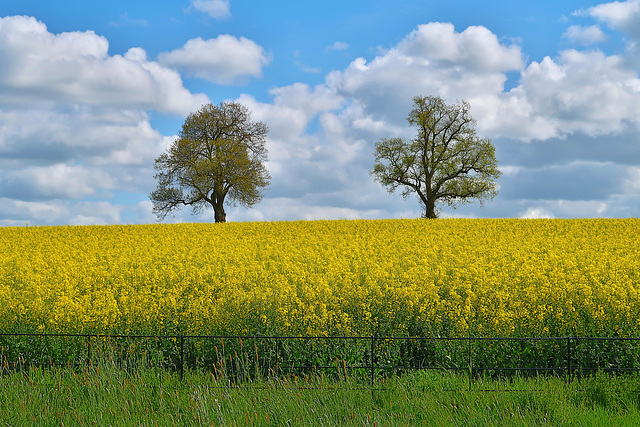 Two oaks