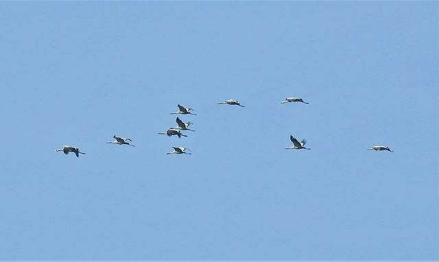 Kranichflug Richtung Südwesten