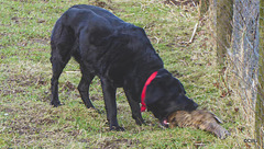 Jet in retrieval mode