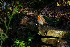 Robin