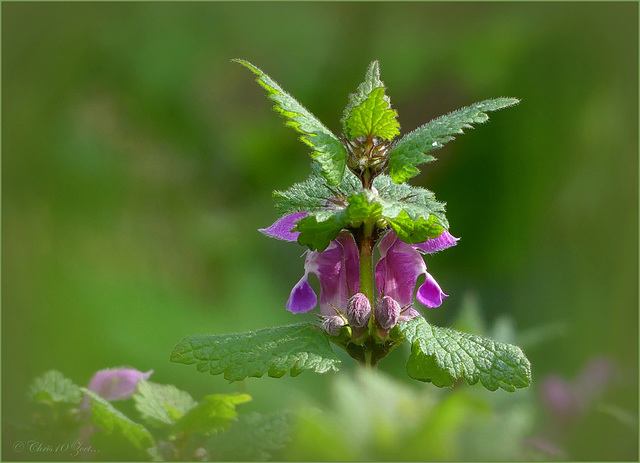 Nature is strong my Friends! So I'll give You some Flowers, 2... ♥