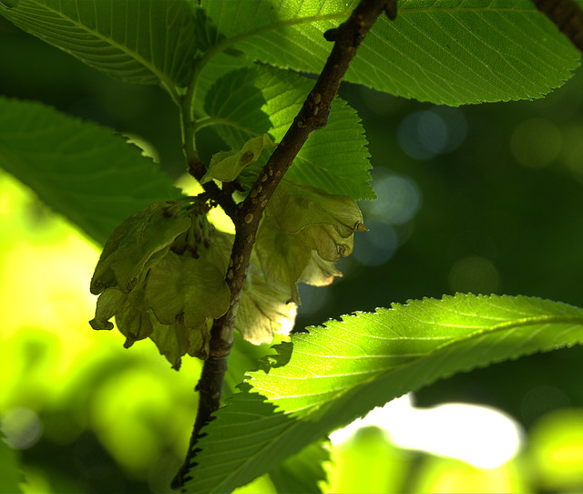Leaves And Light. Shadows And Shapes