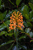 Platanthera ciliaris (Yellow Fringed orchid)