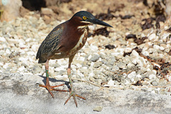 Dominican Republic, The Striated Heron