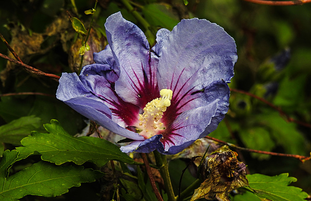 20210831 2656CPw [D~LIP] Straucheibisch (Hibiscus syriacus), UWZ, Bad Salzuflen