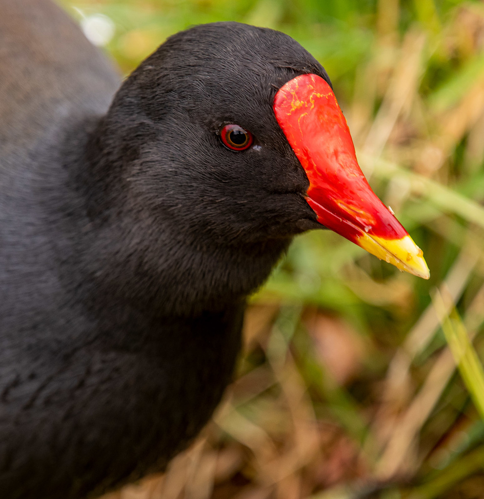 Moorhen