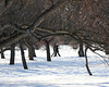 la promenade sous les arbres