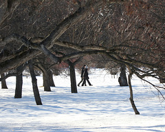 la promenade sous les arbres