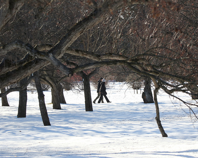 la promenade sous les arbres