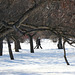 la promenade sous les arbres