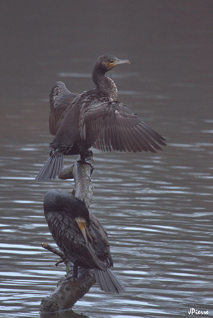 Cormorans