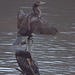 Cormorans