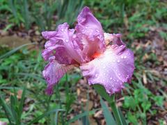 Iris flower - "Beverly Sills"