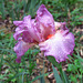 Iris flower - "Beverly Sills"