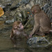 Wat Tham Pla (© Buelipix)