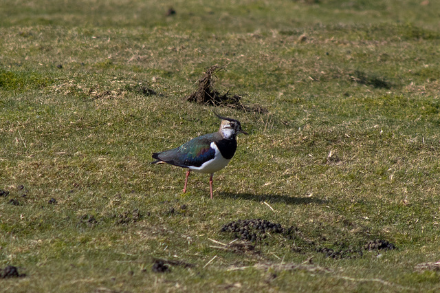 Lapwing