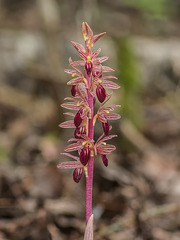 Corallorhiza striata var. striata (Striped Coralroot orchid)