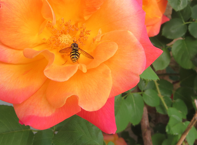 Fleurs de Marsanne