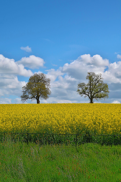 Two oaks