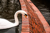 Orange, and a Swan