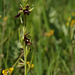 Dans son biotope