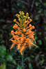 Platanthera ciliaris (Yellow Fringed orchid)