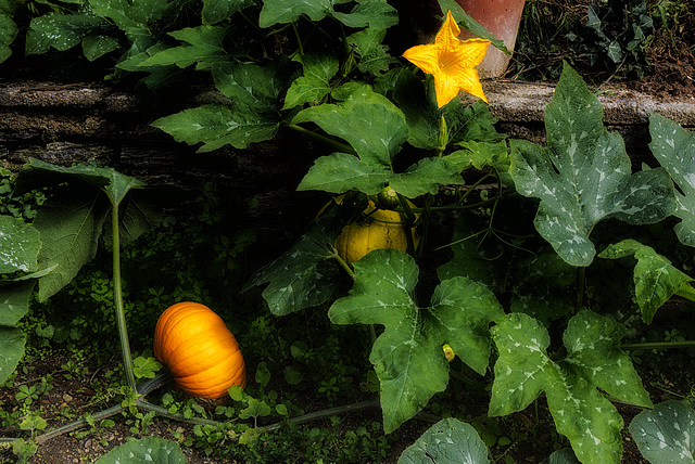 Ambiance d'automne.