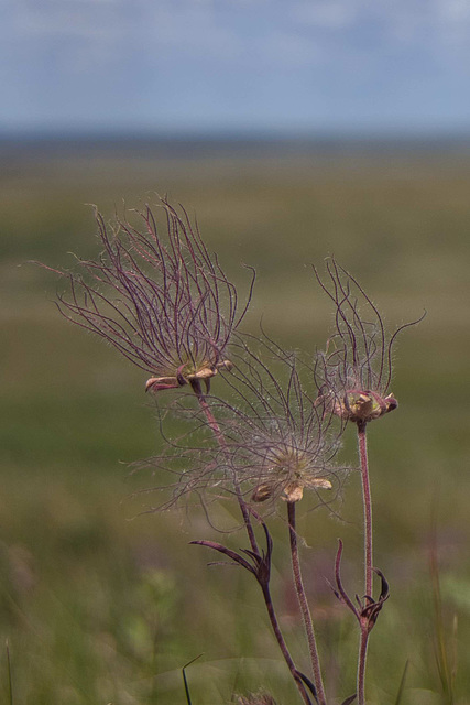 avens at Wideview