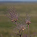 avens at Wideview