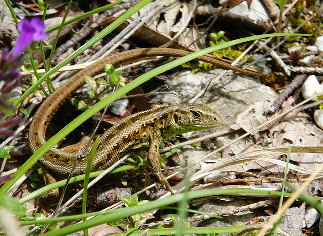 Sand Lizard