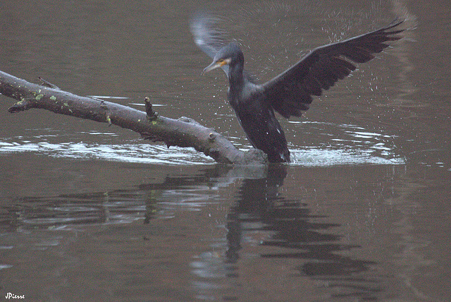 Cormoran